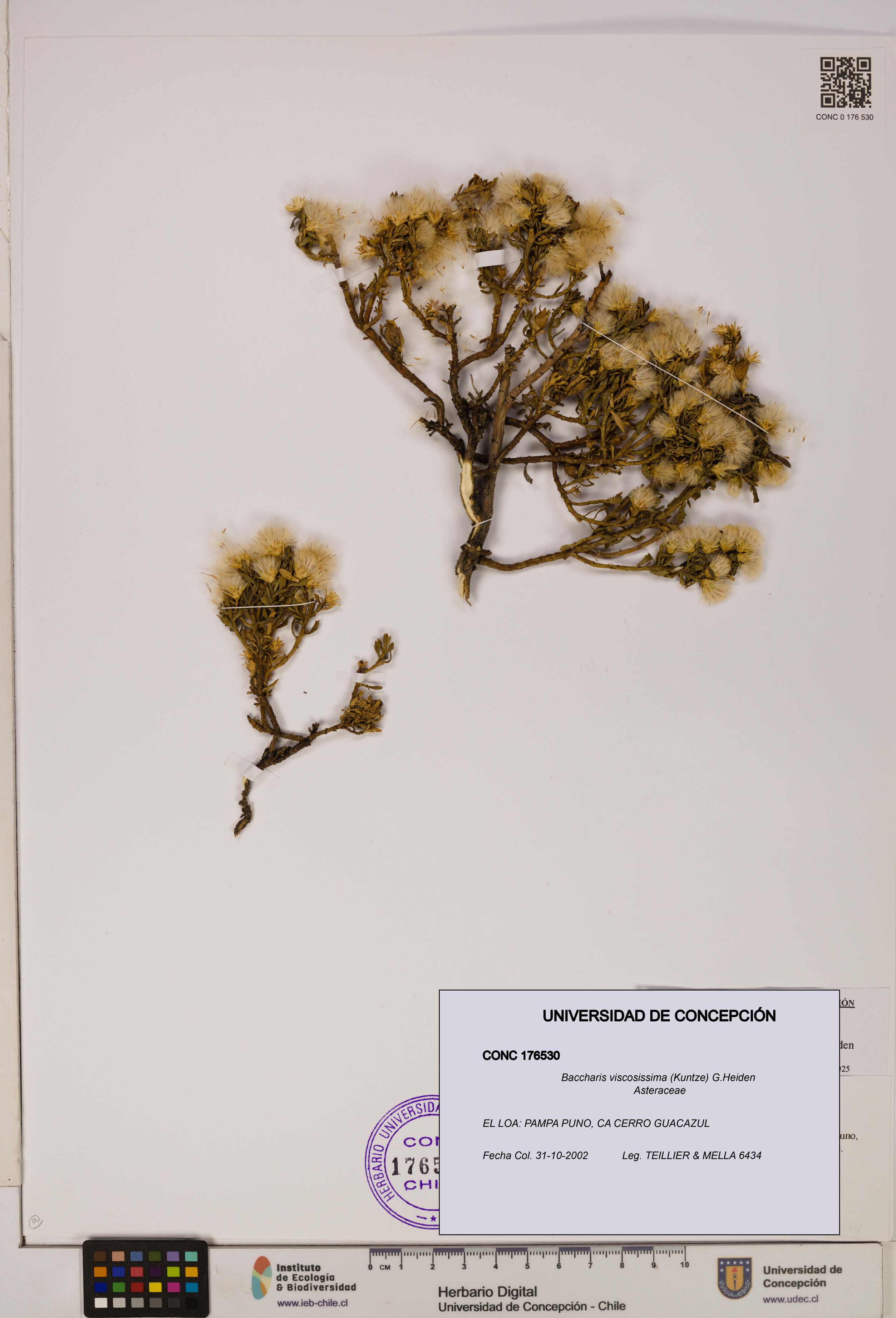 Baccharis tola [Espécimen: UDEC:CONC:0176530]