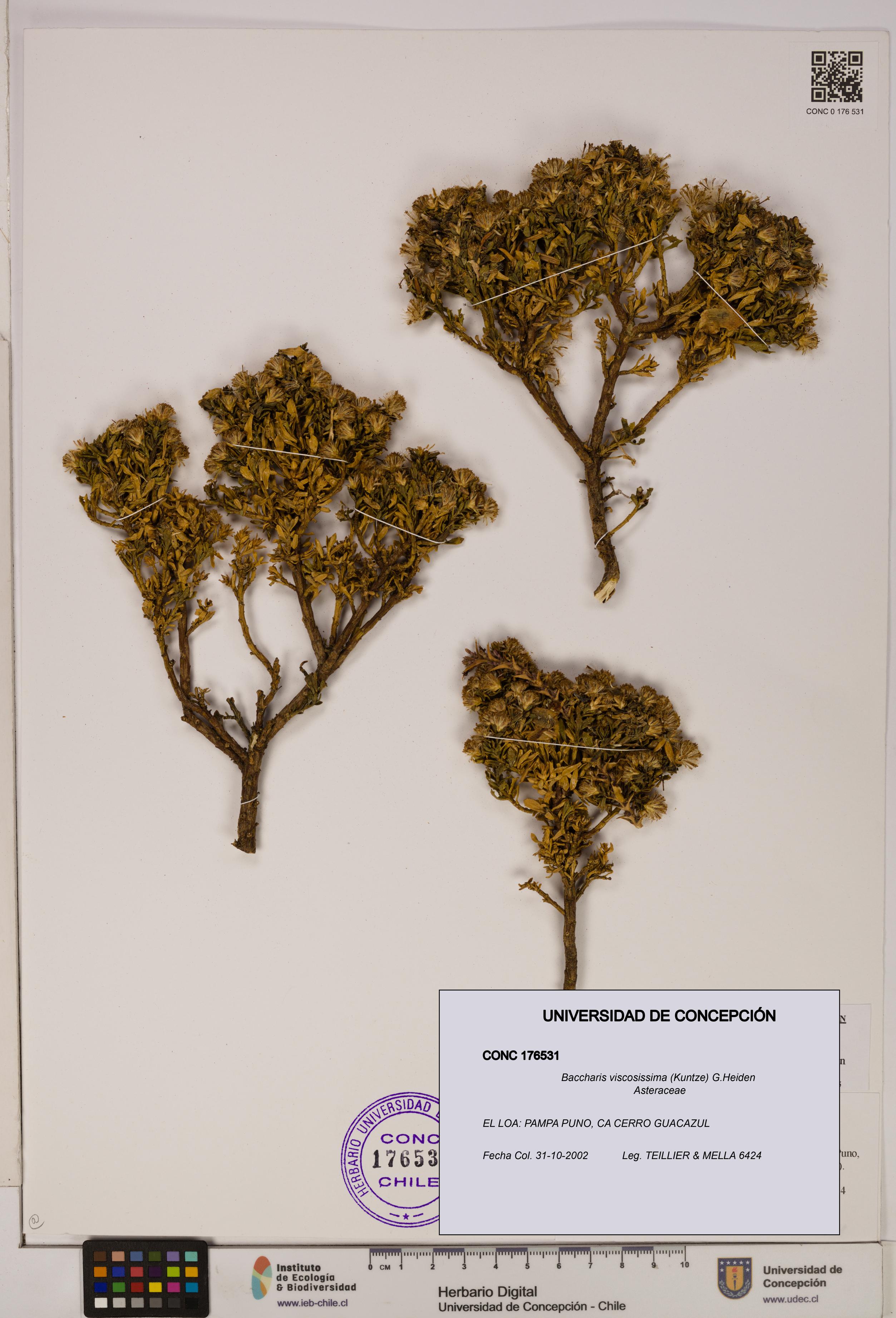 Baccharis tola [Espécimen: UDEC:CONC:0176531]
