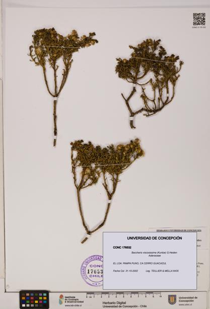 Baccharis tola [Espécimen: UDEC:CONC:0176532]