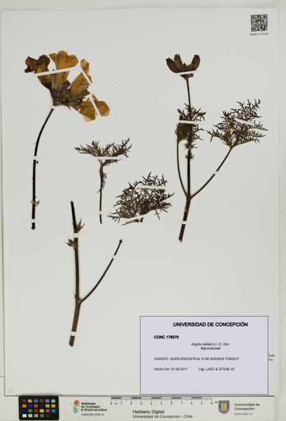 Argylia radiata [Espécimen: UDEC:CONC:0176570]