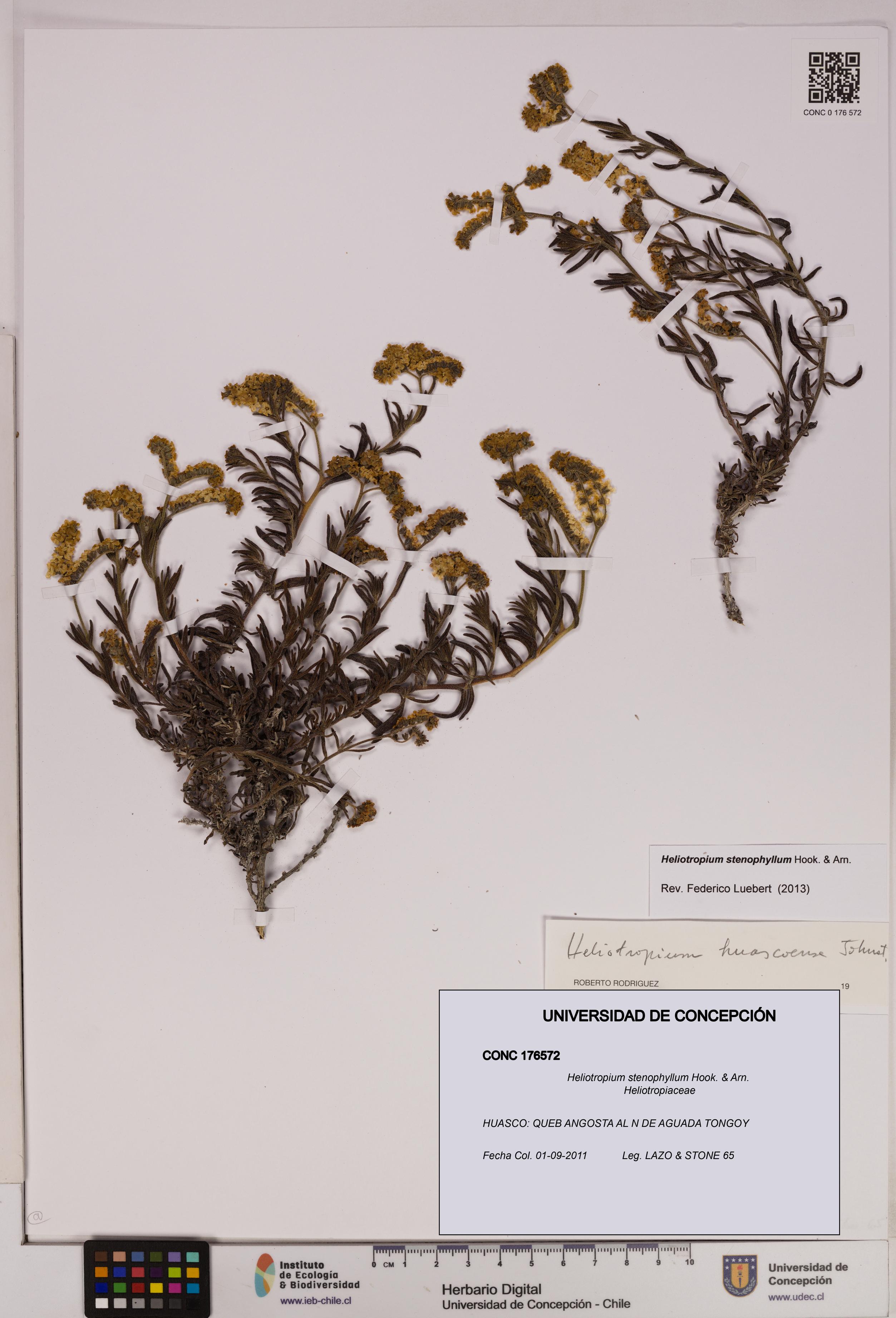 Heliotropium stenophyllum [Espécimen: UDEC:CONC:0176572]