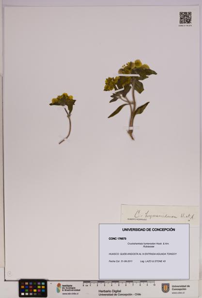 Cruckshanksia hymenodon [Espécimen: UDEC:CONC:0176573]