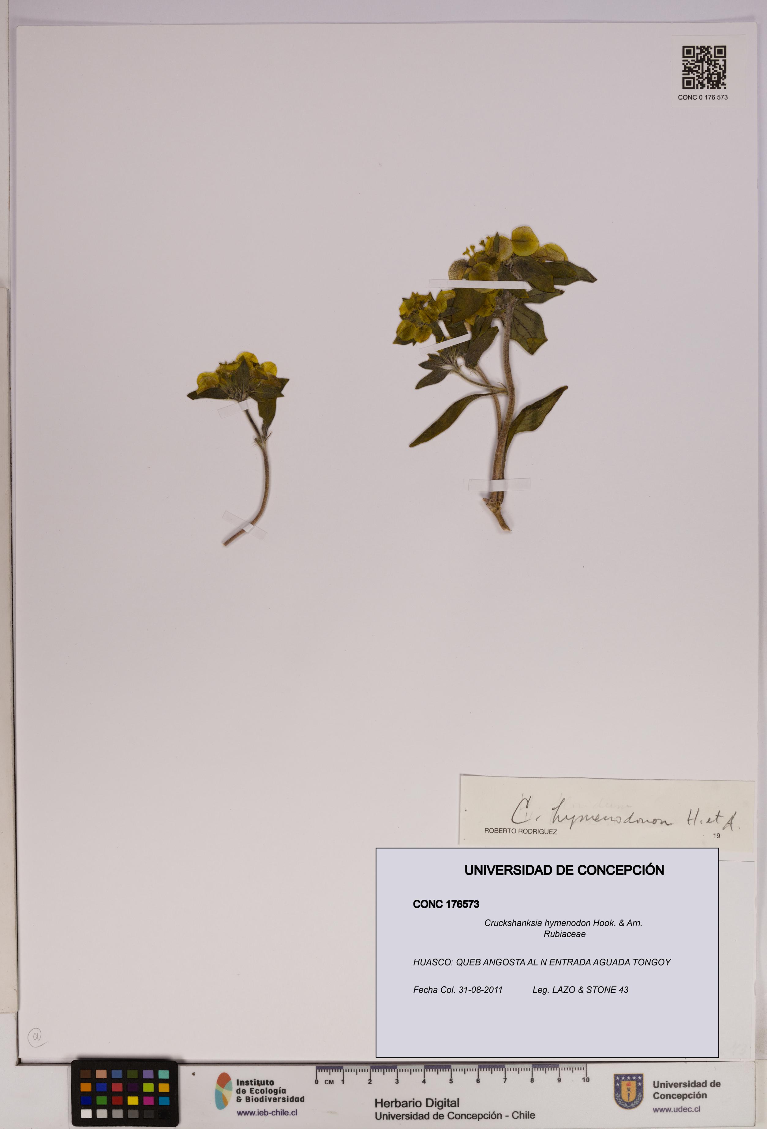 Cruckshanksia hymenodon [Espécimen: UDEC:CONC:0176573]