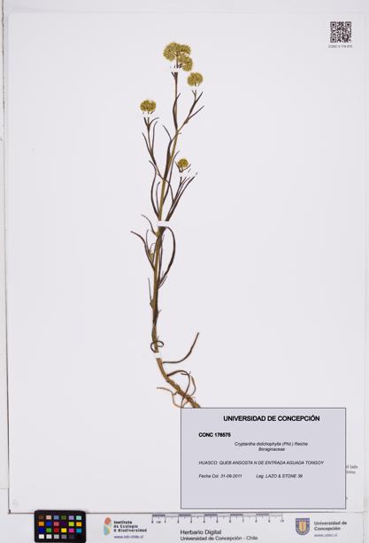 Cryptantha dolichophylla [Espécimen: ]