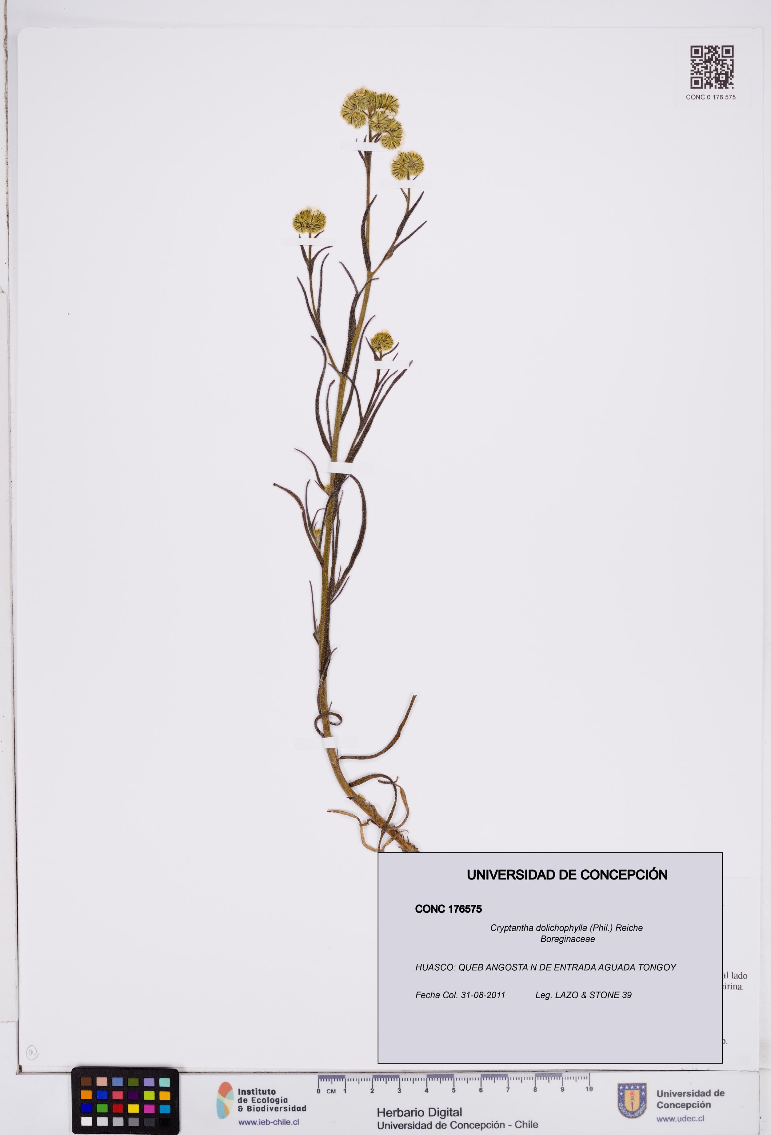Cryptantha dolichophylla [Espécimen: ]