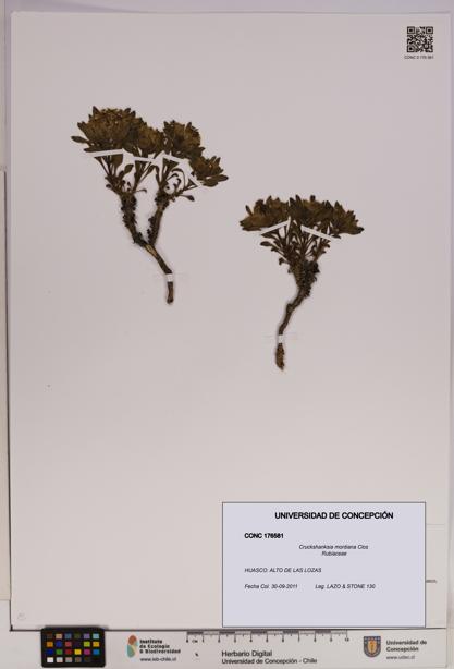 Cruckshanksia montiana [Espécimen: UDEC:CONC:0176581]
