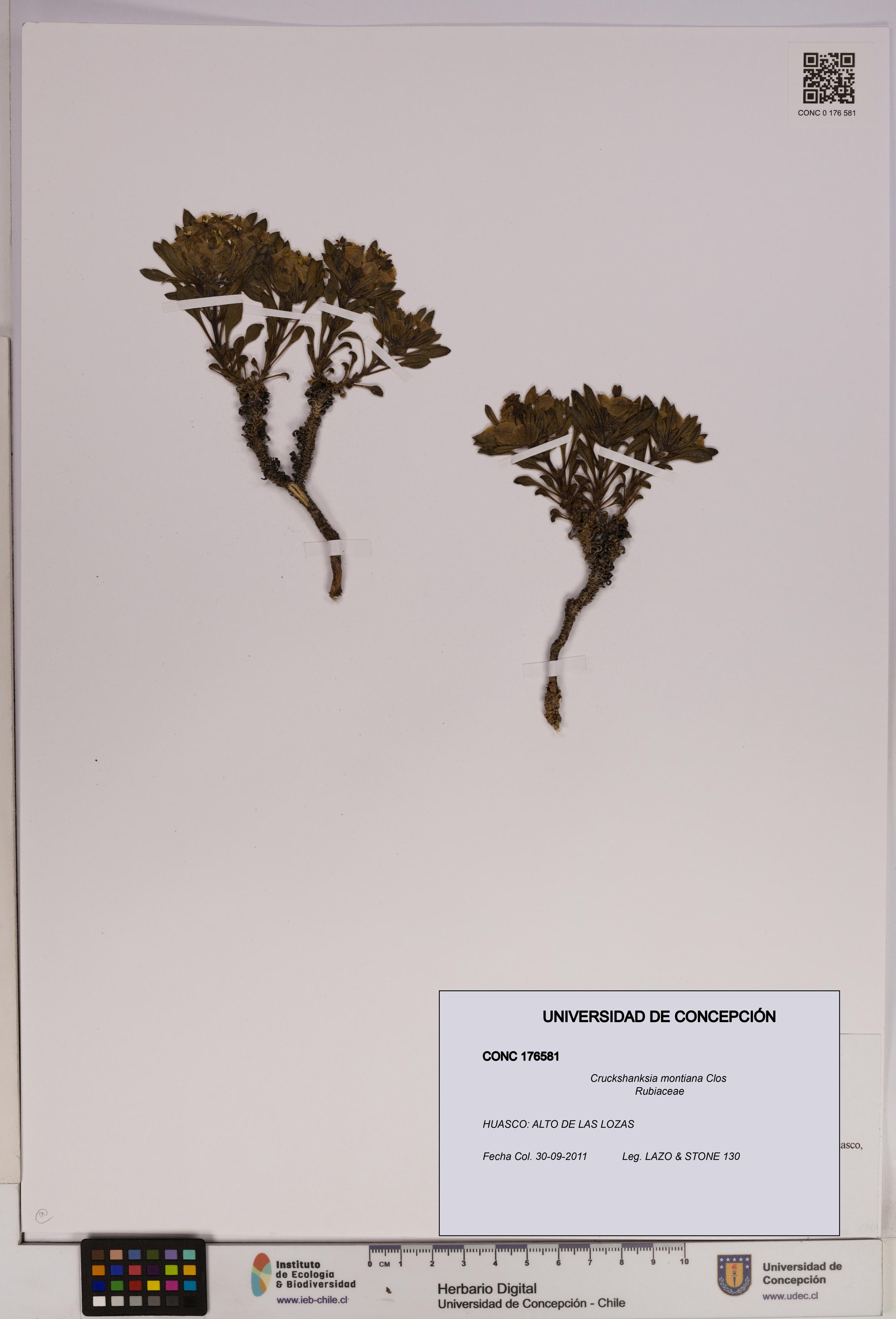 Cruckshanksia montiana [Espécimen: UDEC:CONC:0176581]