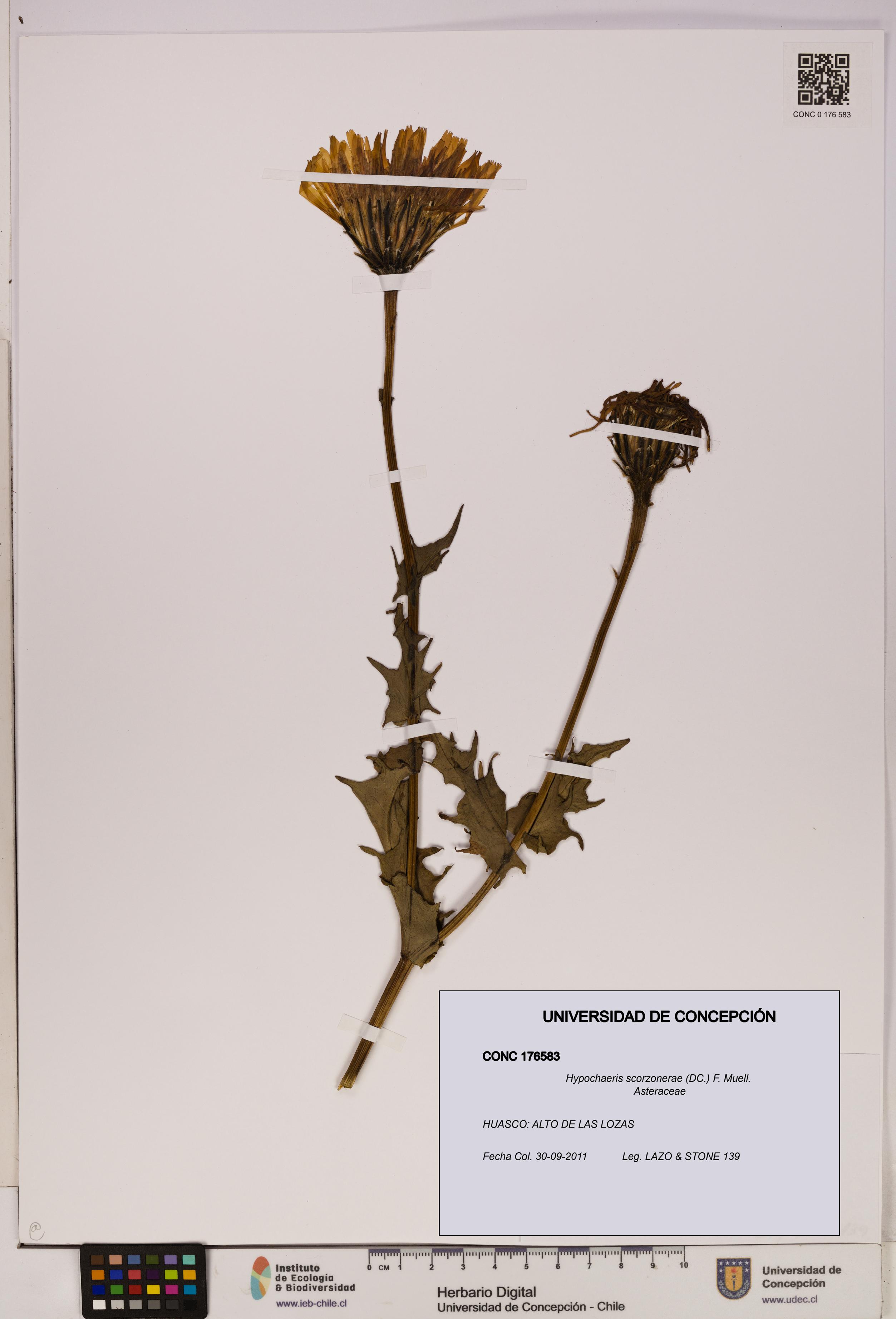 Hypochaeris scorzonerae [Espécimen: UDEC:CONC:0176583]