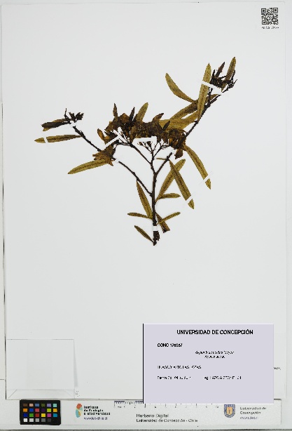 Skytanthus acutus [Espécimen: UDEC:CONC:0176587]