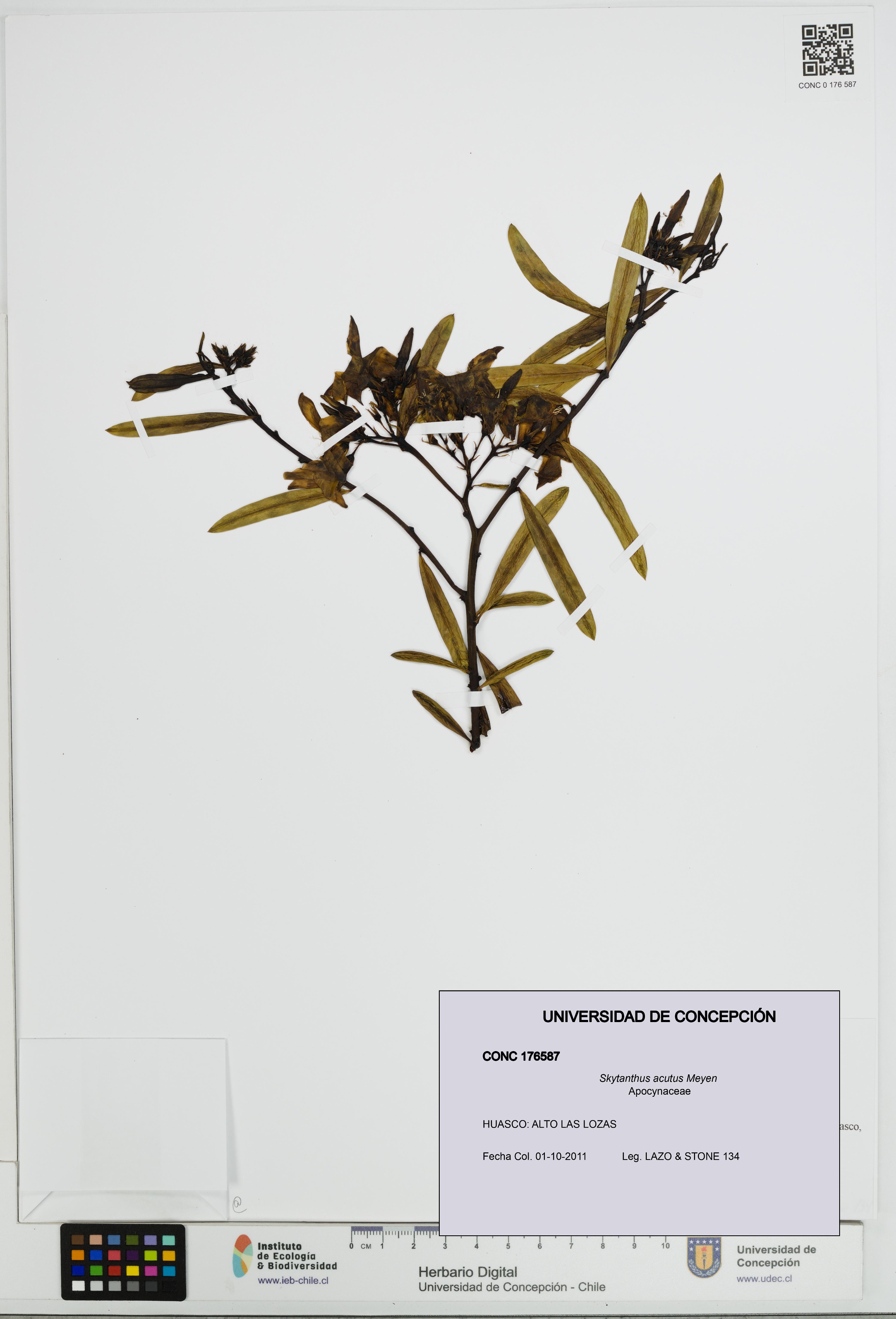 Skytanthus acutus [Espécimen: UDEC:CONC:0176587]