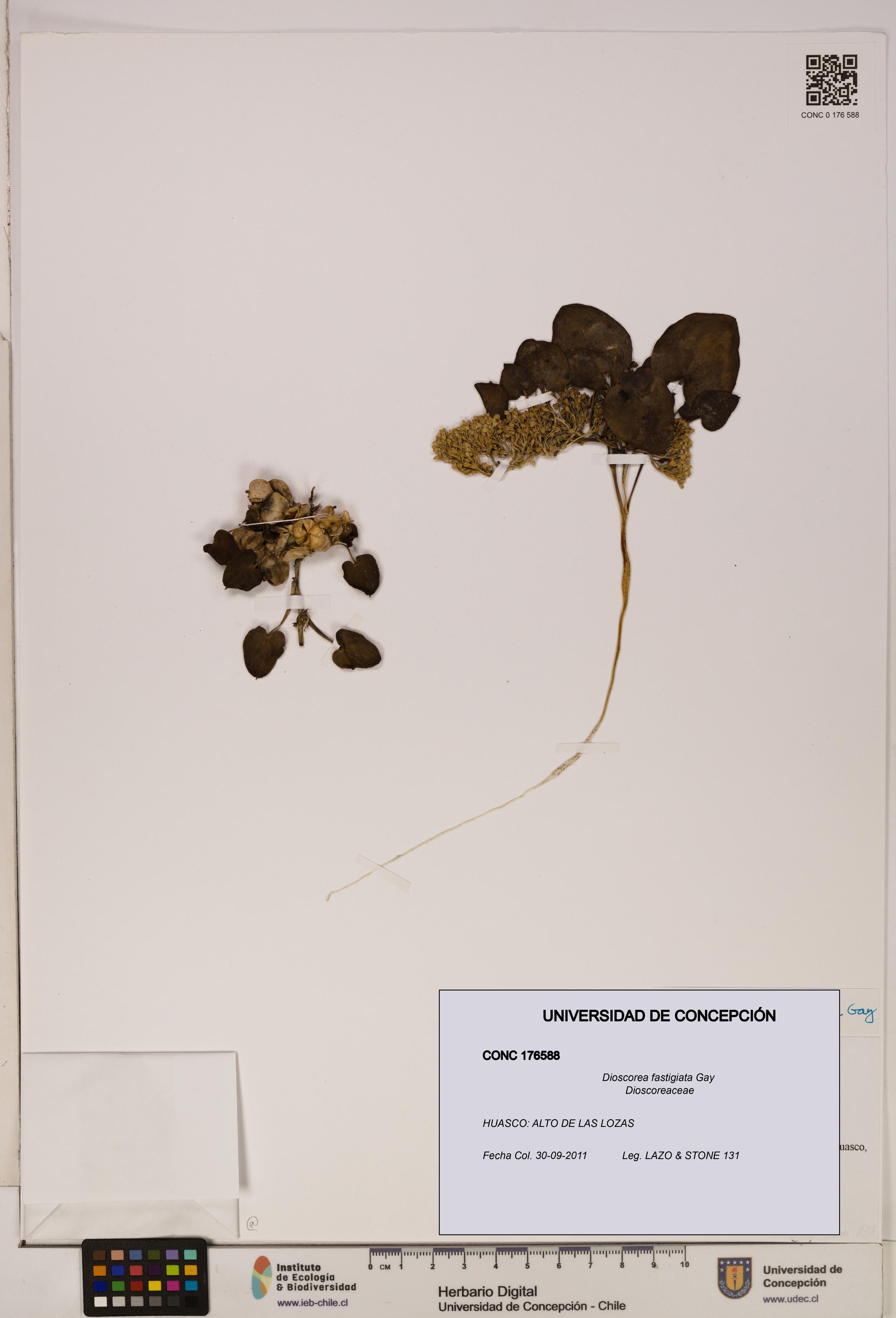 Dioscorea fastigiata [Espécimen: ]