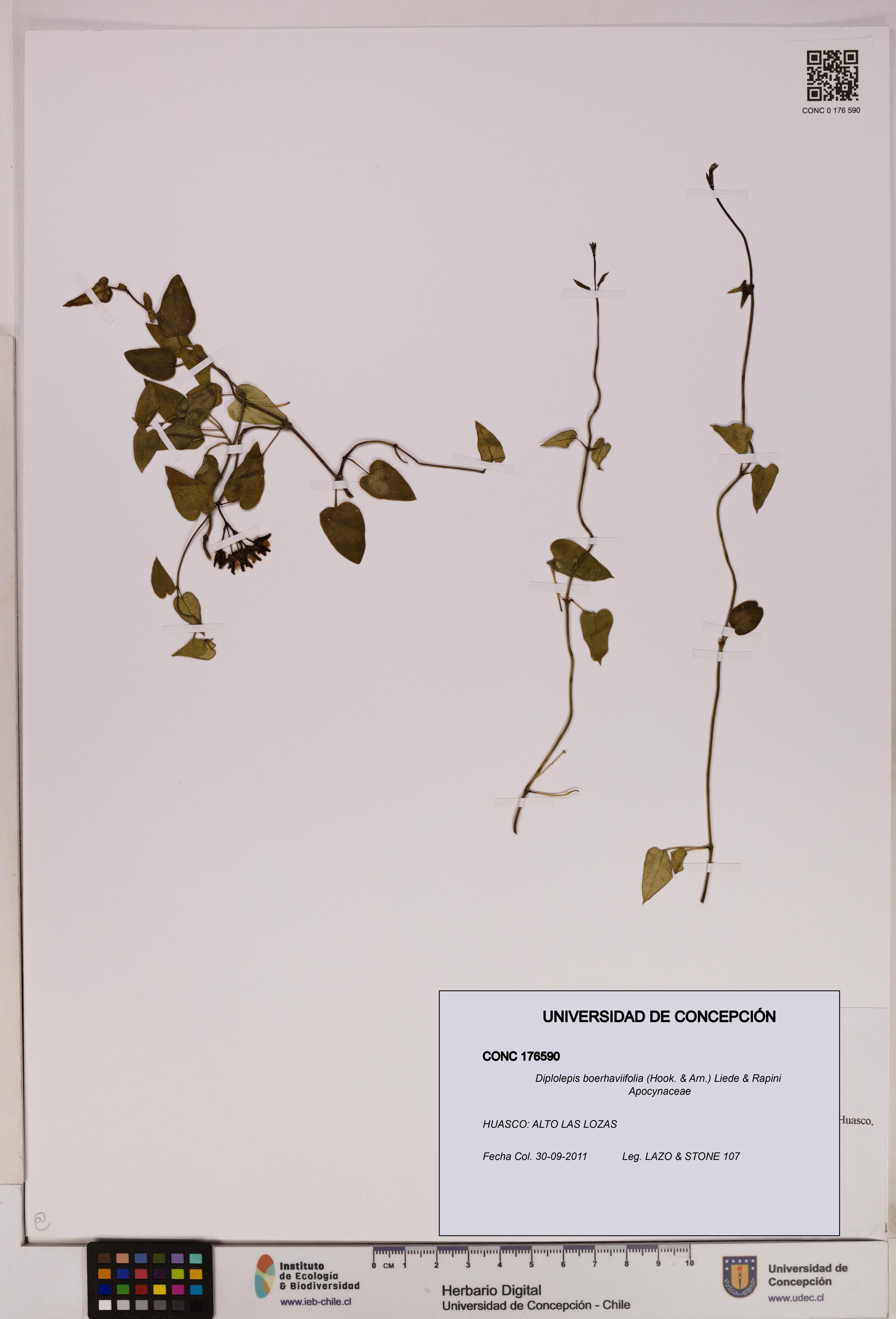 Diplolepis boerhaviifolia [Espécimen: UDEC:CONC:0176590]