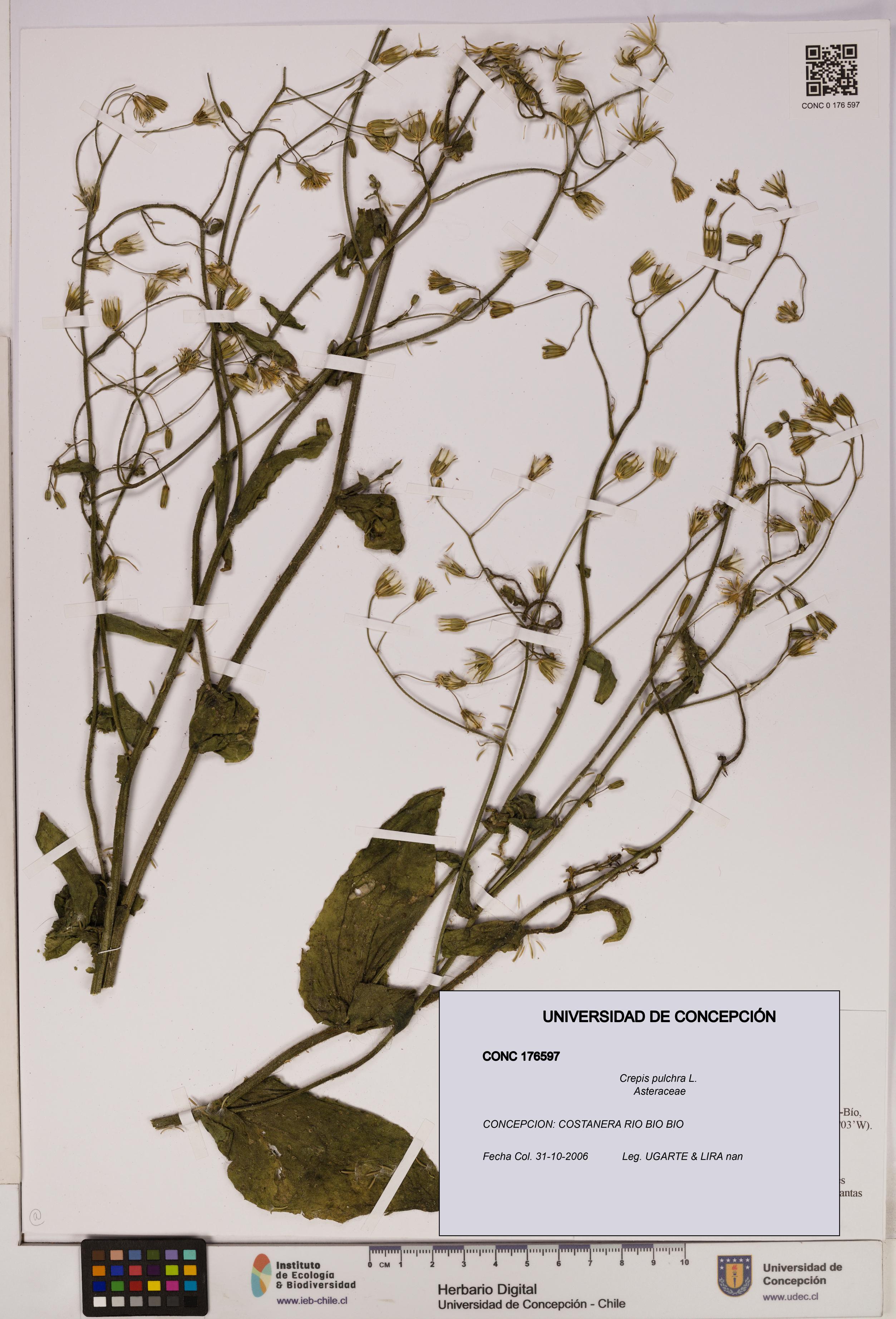 Crepis pulchra [Espécimen: UDEC:CONC:0176597]