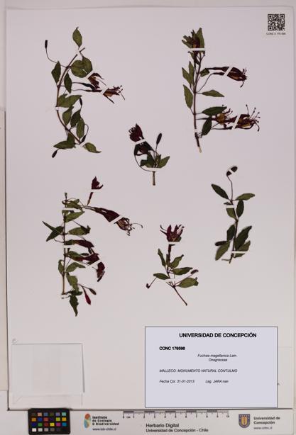 Fuchsia magellanica [Espécimen: UDEC:CONC:0176598]