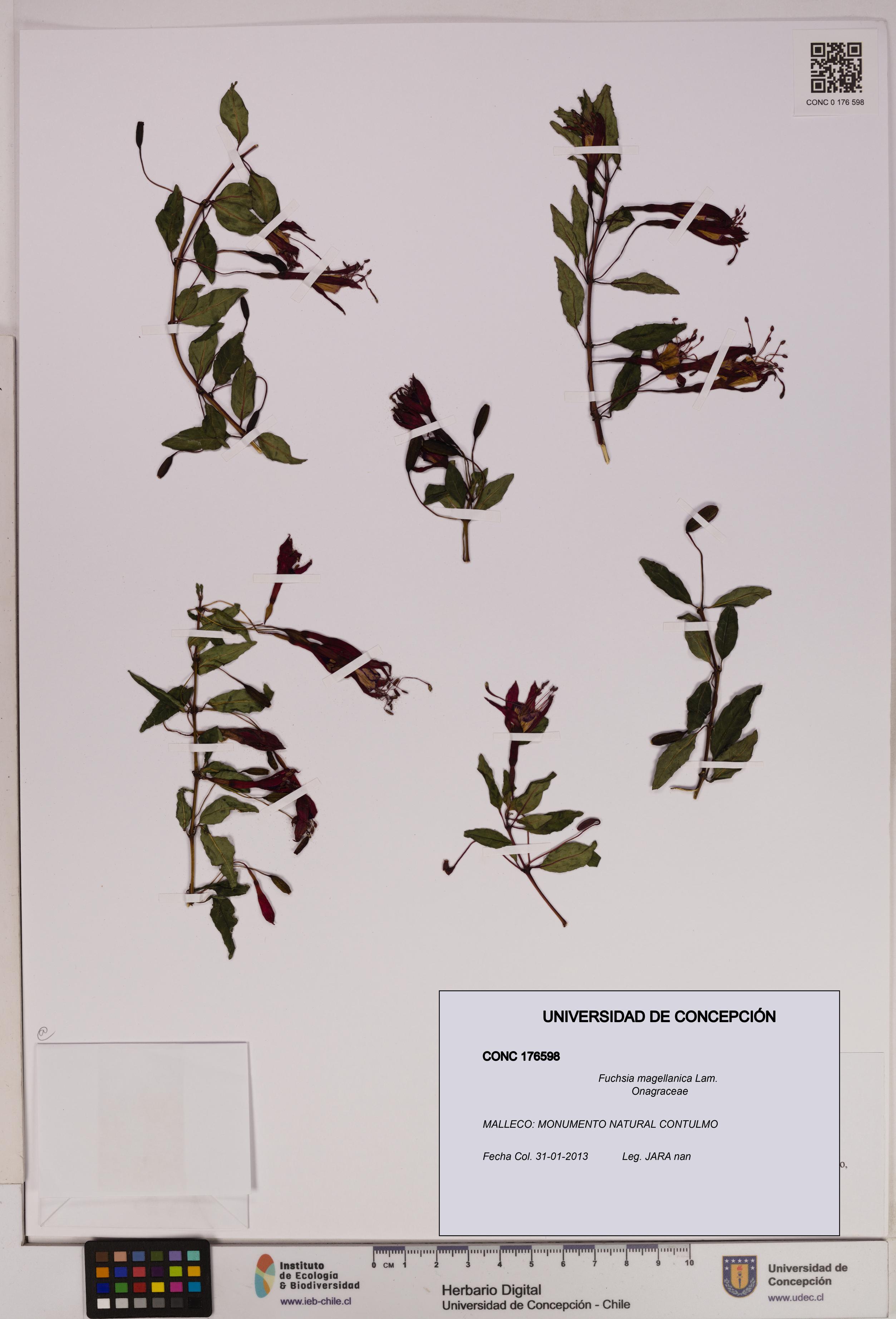 Fuchsia magellanica [Espécimen: UDEC:CONC:0176598]