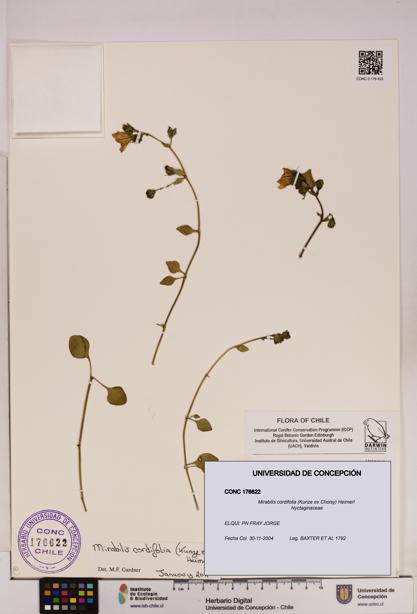 Mirabilis cordifolia [Espécimen: UDEC:CONC:0176622]