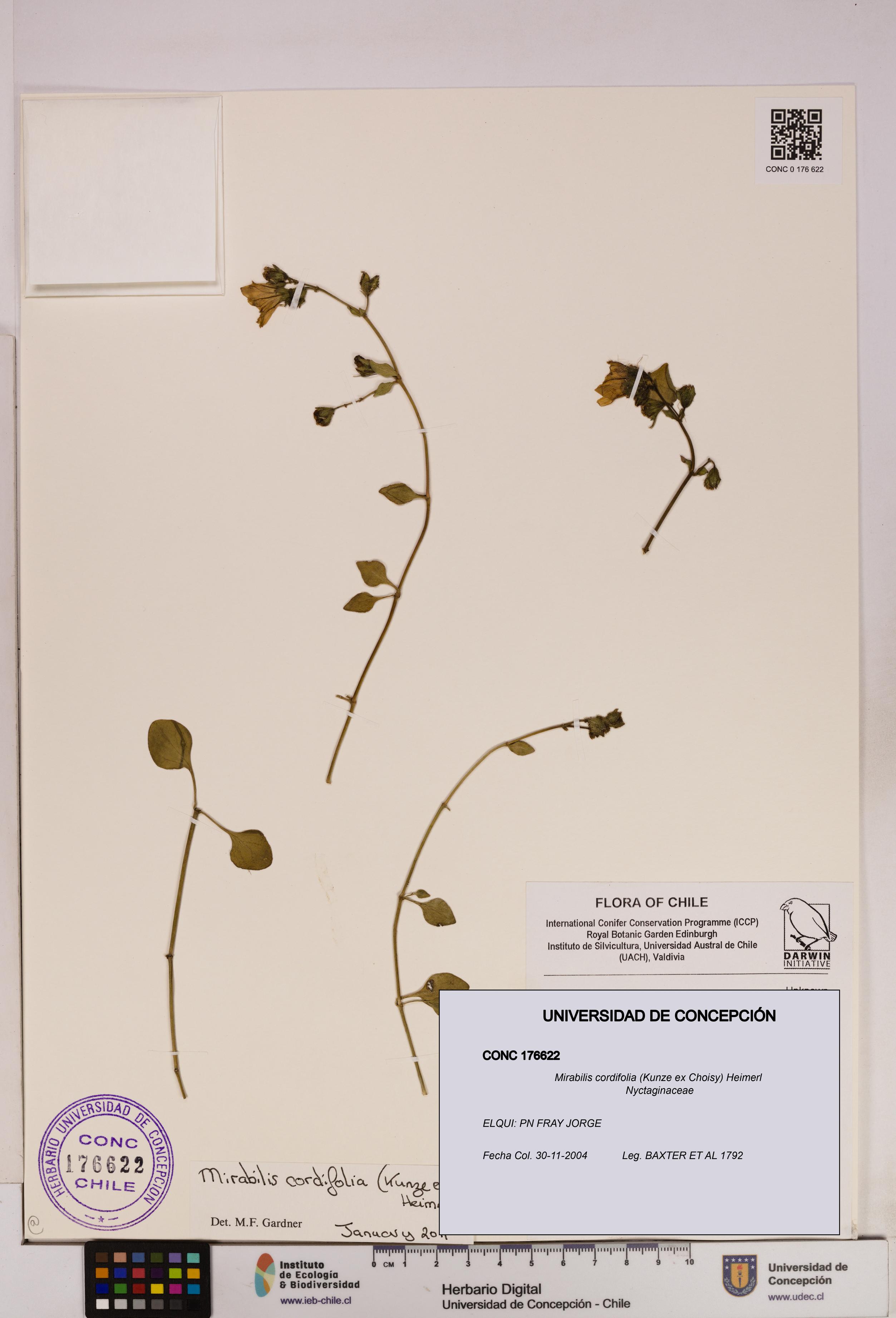 Mirabilis cordifolia [Espécimen: UDEC:CONC:0176622]