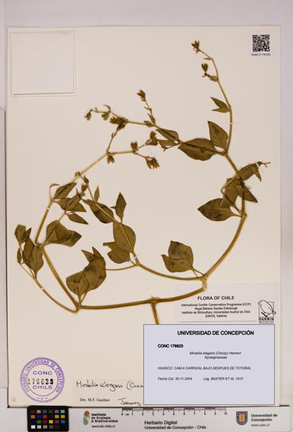 Mirabilis elegans [Espécimen: UDEC:CONC:0176623]
