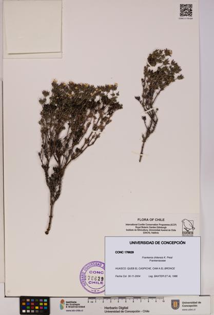 Frankenia chilensis [Espécimen: UDEC:CONC:0176629]