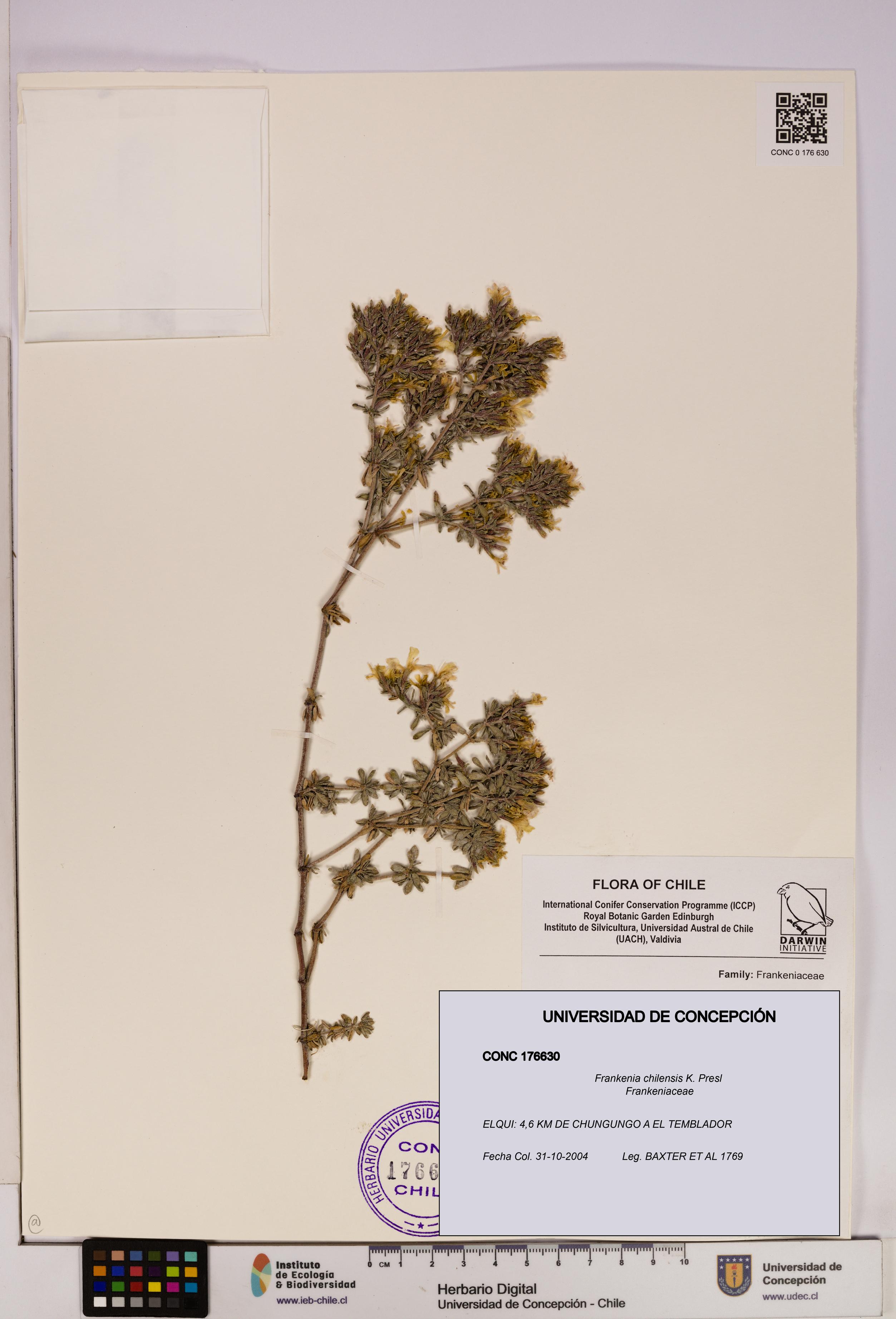 Frankenia chilensis [Espécimen: UDEC:CONC:0176630]