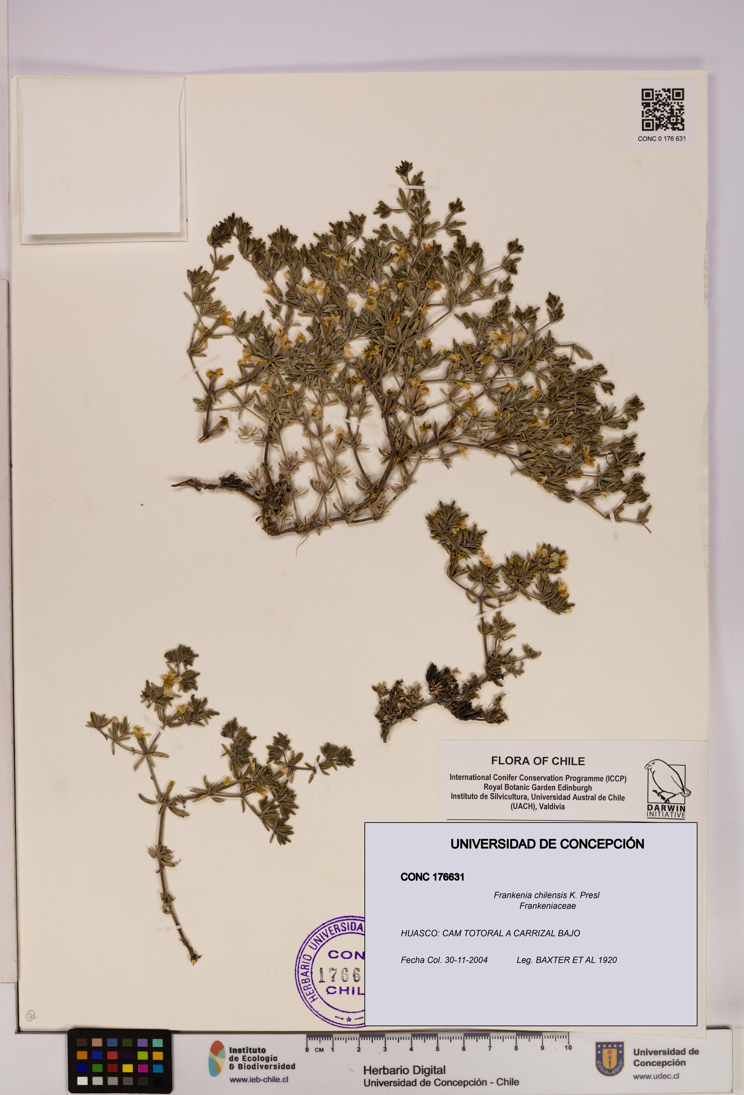 Frankenia chilensis [Espécimen: UDEC:CONC:0176631]