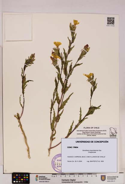 Oenothera coquimbensis [Espécimen: UDEC:CONC:0176634]