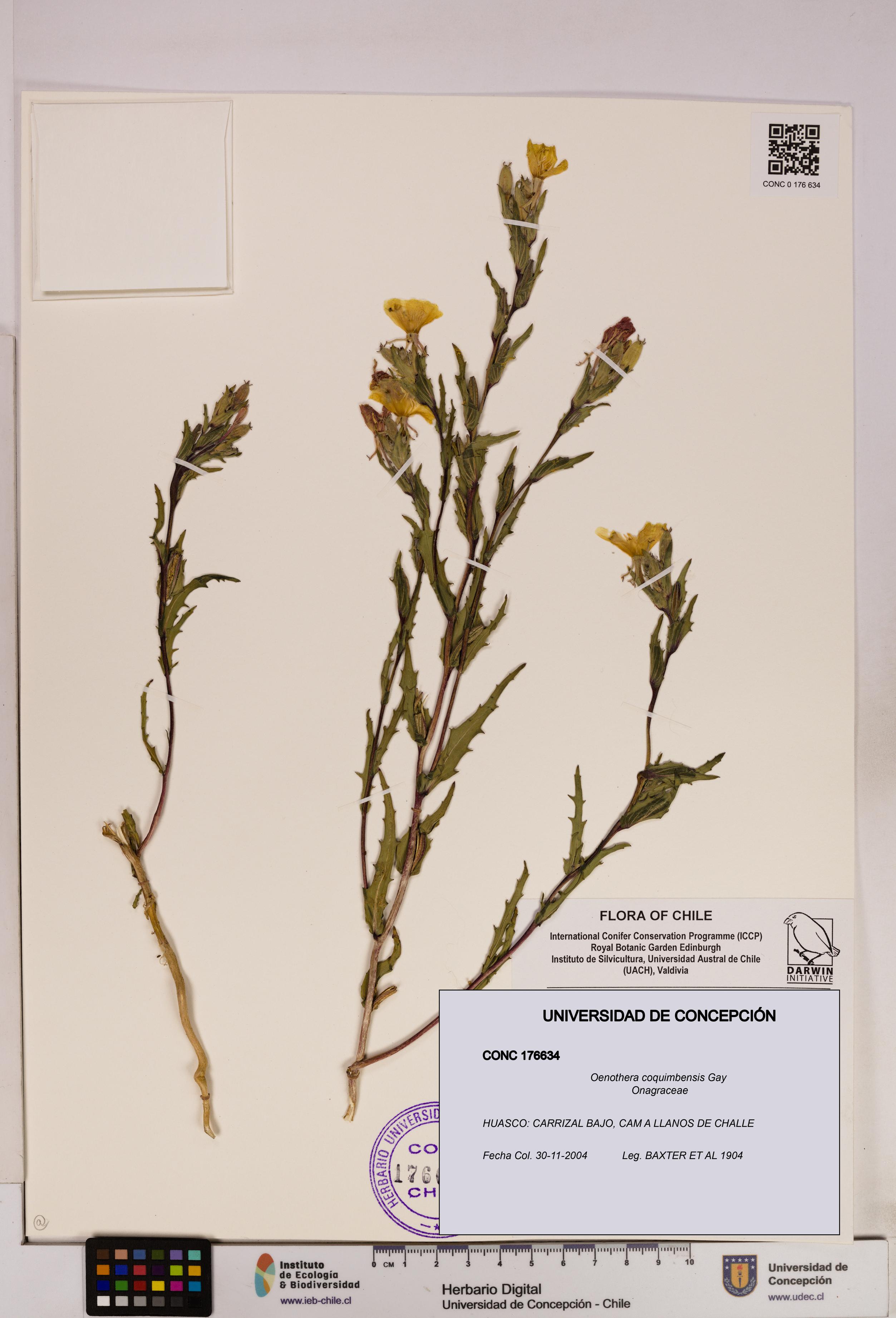 Oenothera coquimbensis [Espécimen: UDEC:CONC:0176634]