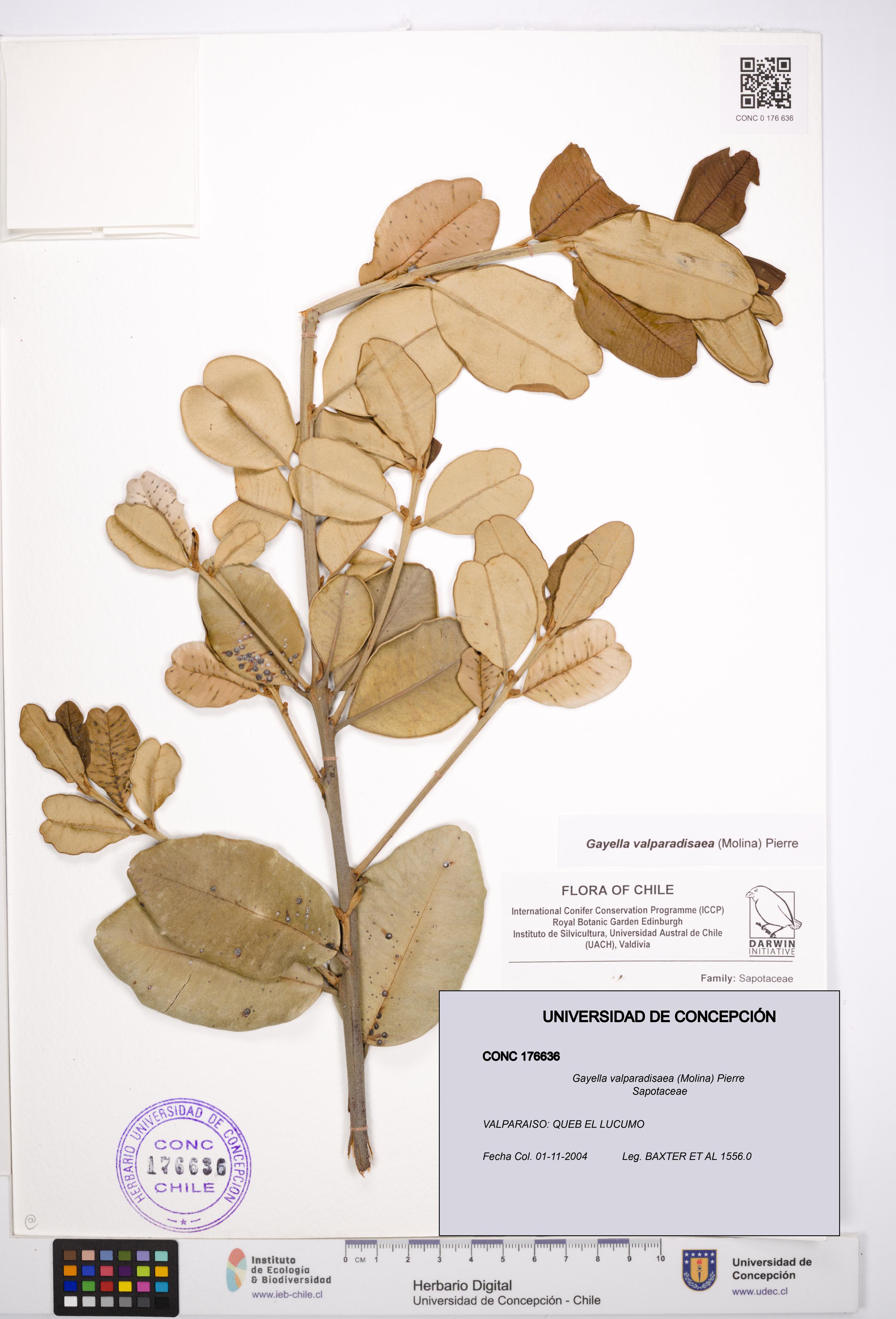 Gayella valparadisaea [Espécimen: UDEC:CONC:0176636]