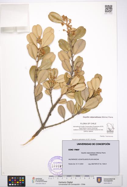 Gayella valparadisaea [Espécimen: UDEC:CONC:0176637]