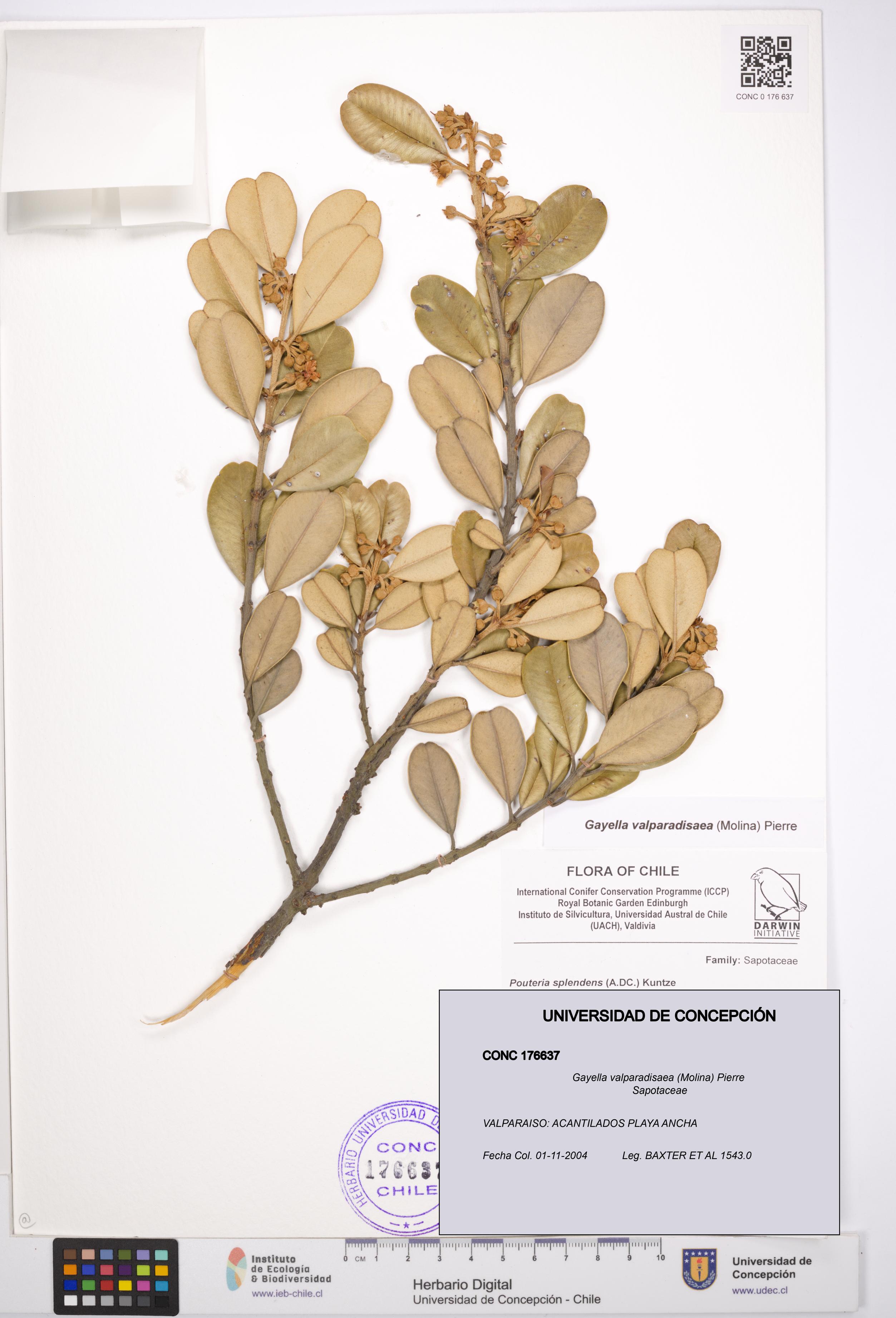 Gayella valparadisaea [Espécimen: UDEC:CONC:0176637]