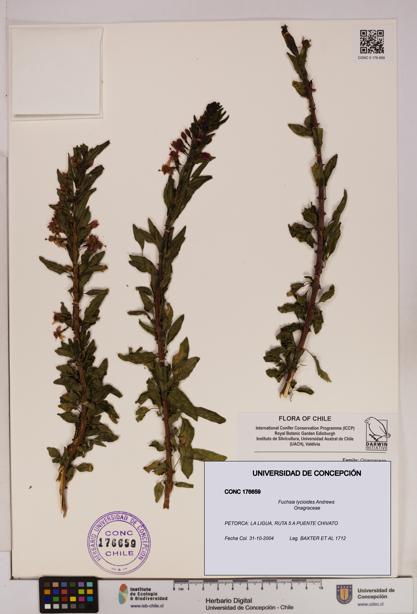 Fuchsia lycioides [Espécimen: UDEC:CONC:0176659]
