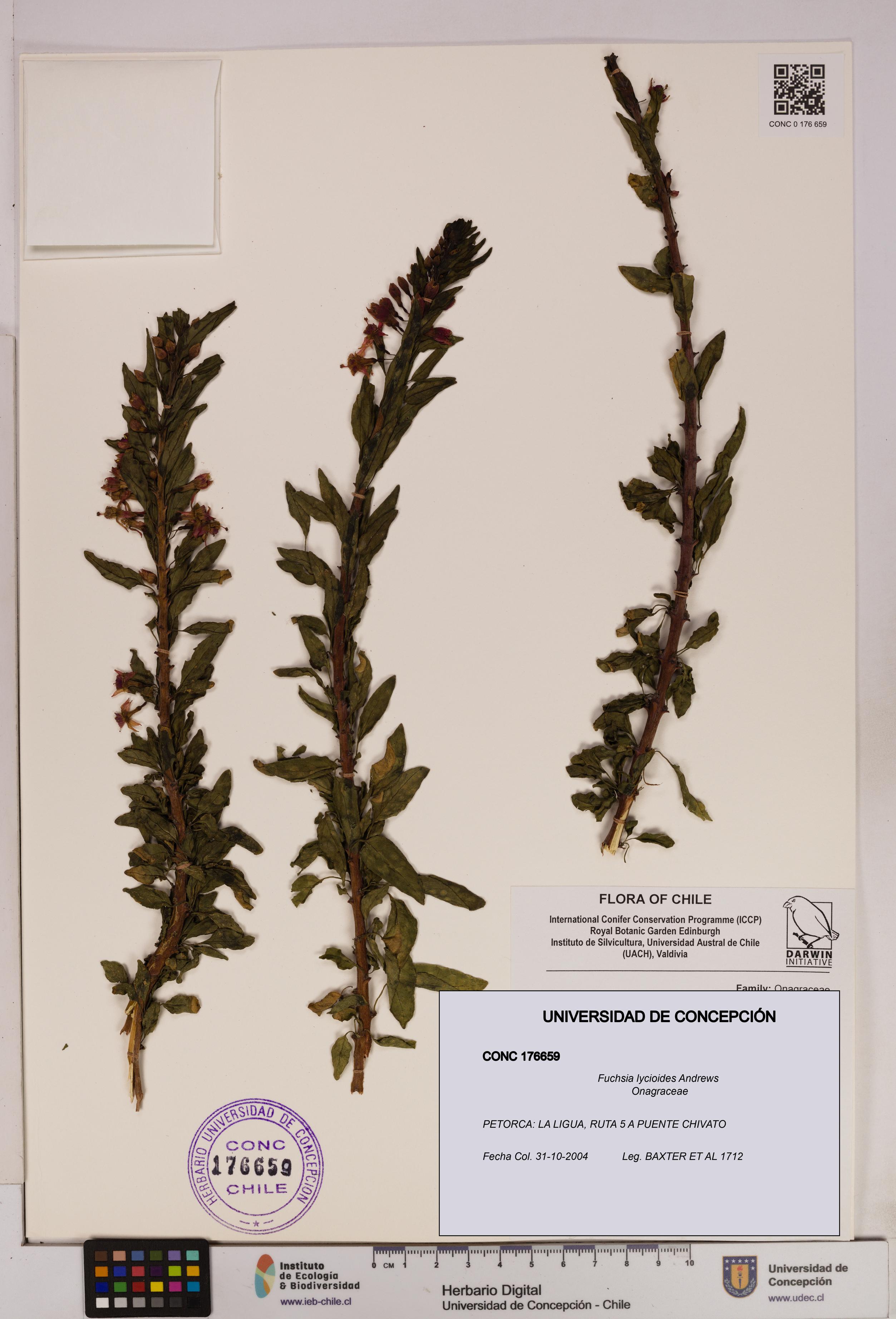 Fuchsia lycioides [Espécimen: UDEC:CONC:0176659]