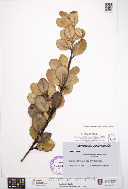 Gayella valparadisaea [Espécimen: UDEC:CONC:0176664]