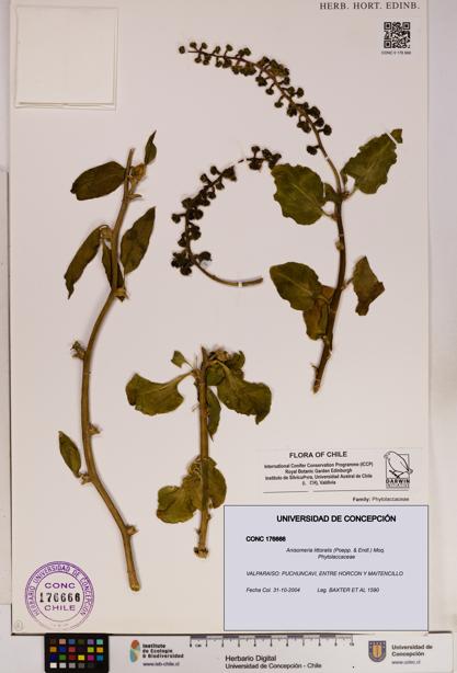 Anisomeria littoralis [Espécimen: UDEC:CONC:0176666]