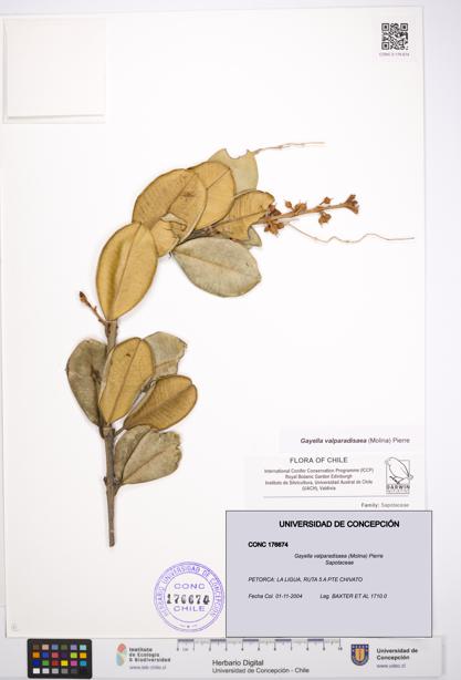 Gayella valparadisaea [Espécimen: UDEC:CONC:0176674]