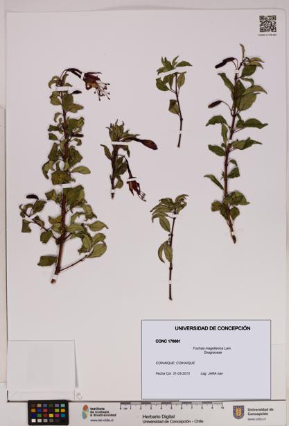 Fuchsia magellanica [Espécimen: UDEC:CONC:0176681]