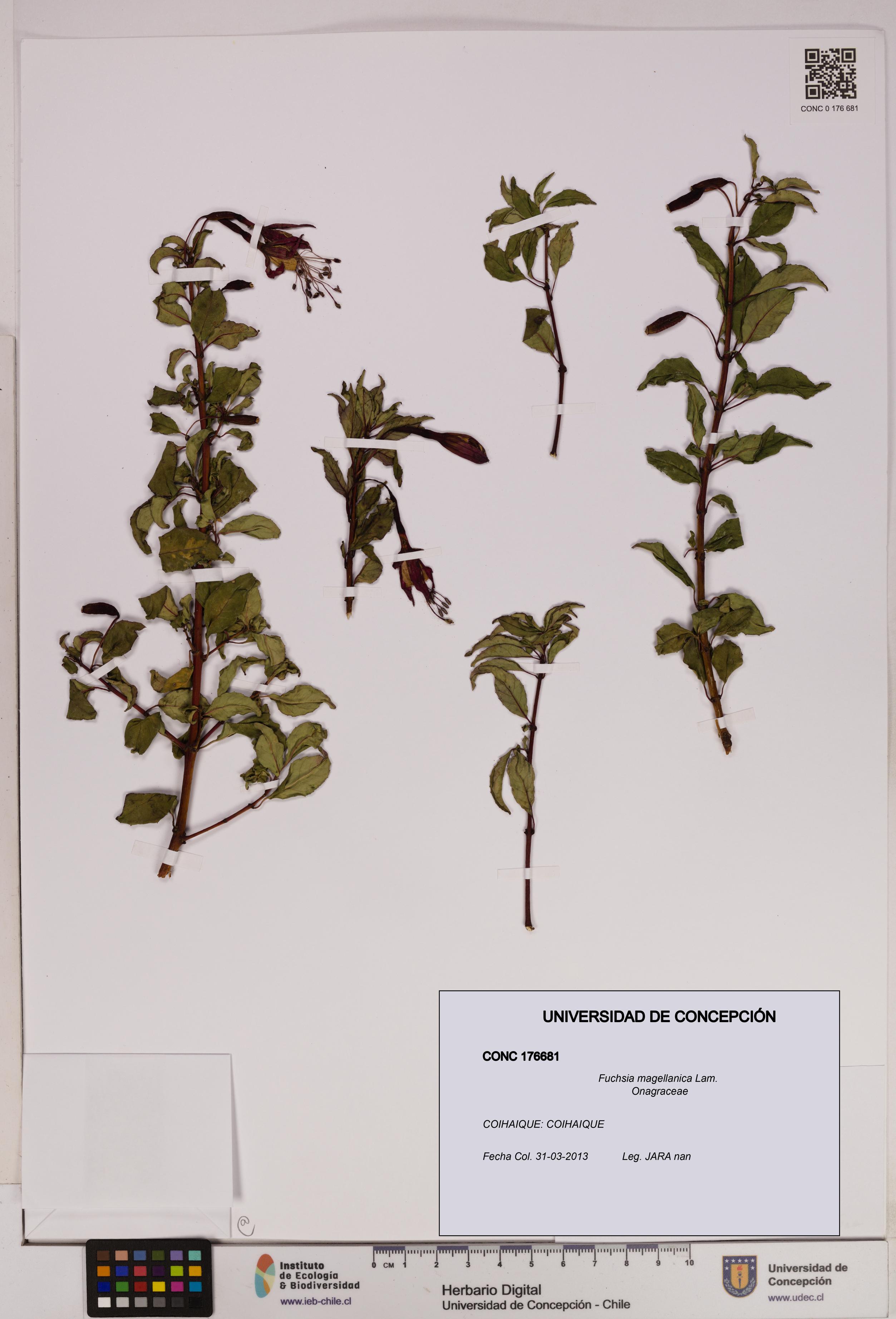 Fuchsia magellanica [Espécimen: UDEC:CONC:0176681]