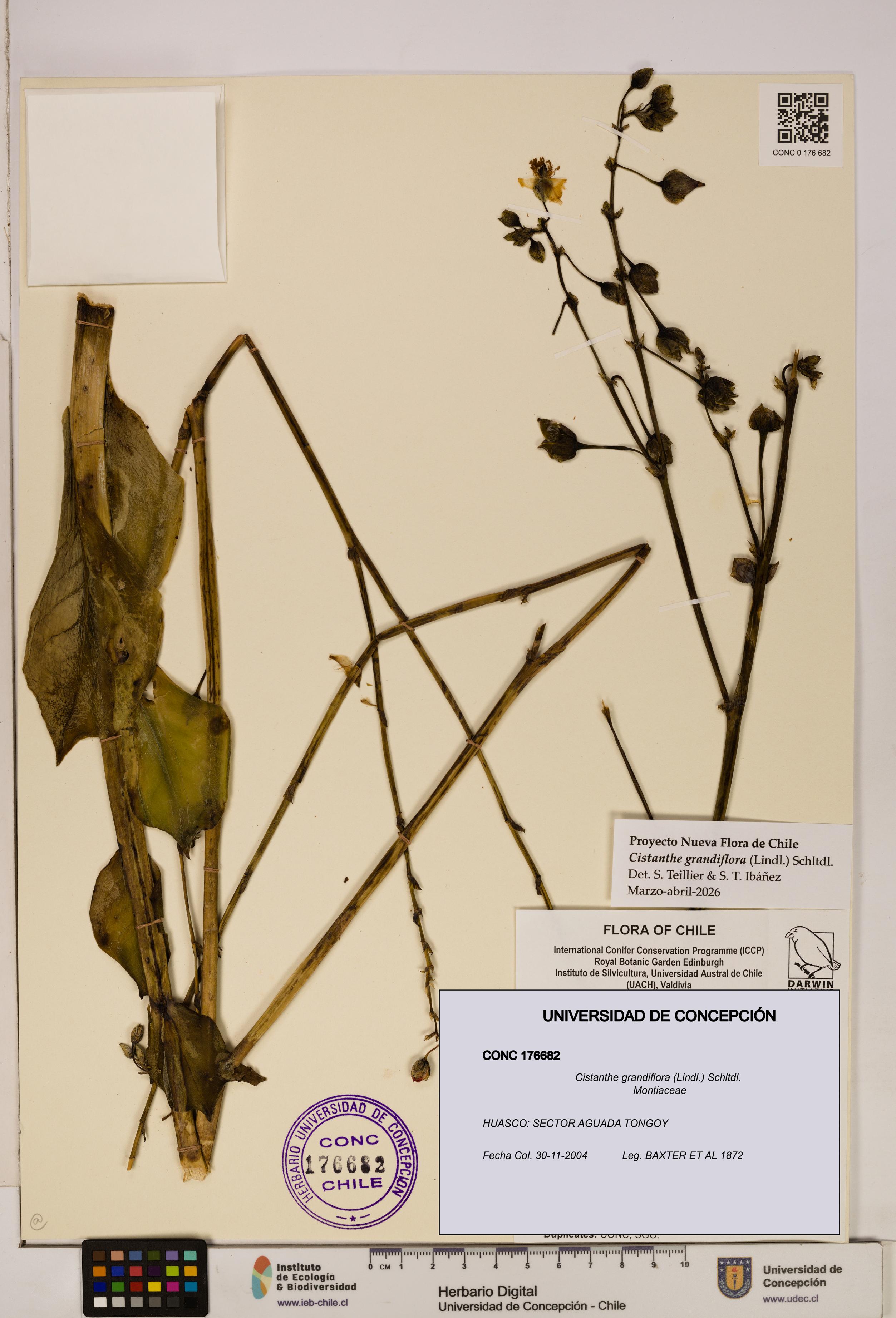 Cistanthe grandiflora [Espécimen: UDEC:CONC:0176682]