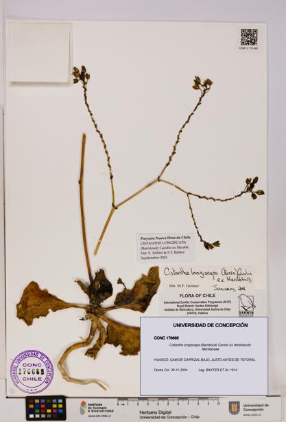 Cistanthe longiscapa [Espécimen: UDEC:CONC:0176685]