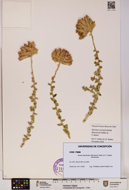 Silvaea salsoloides [Espécimen: UDEC:CONC:0176686]