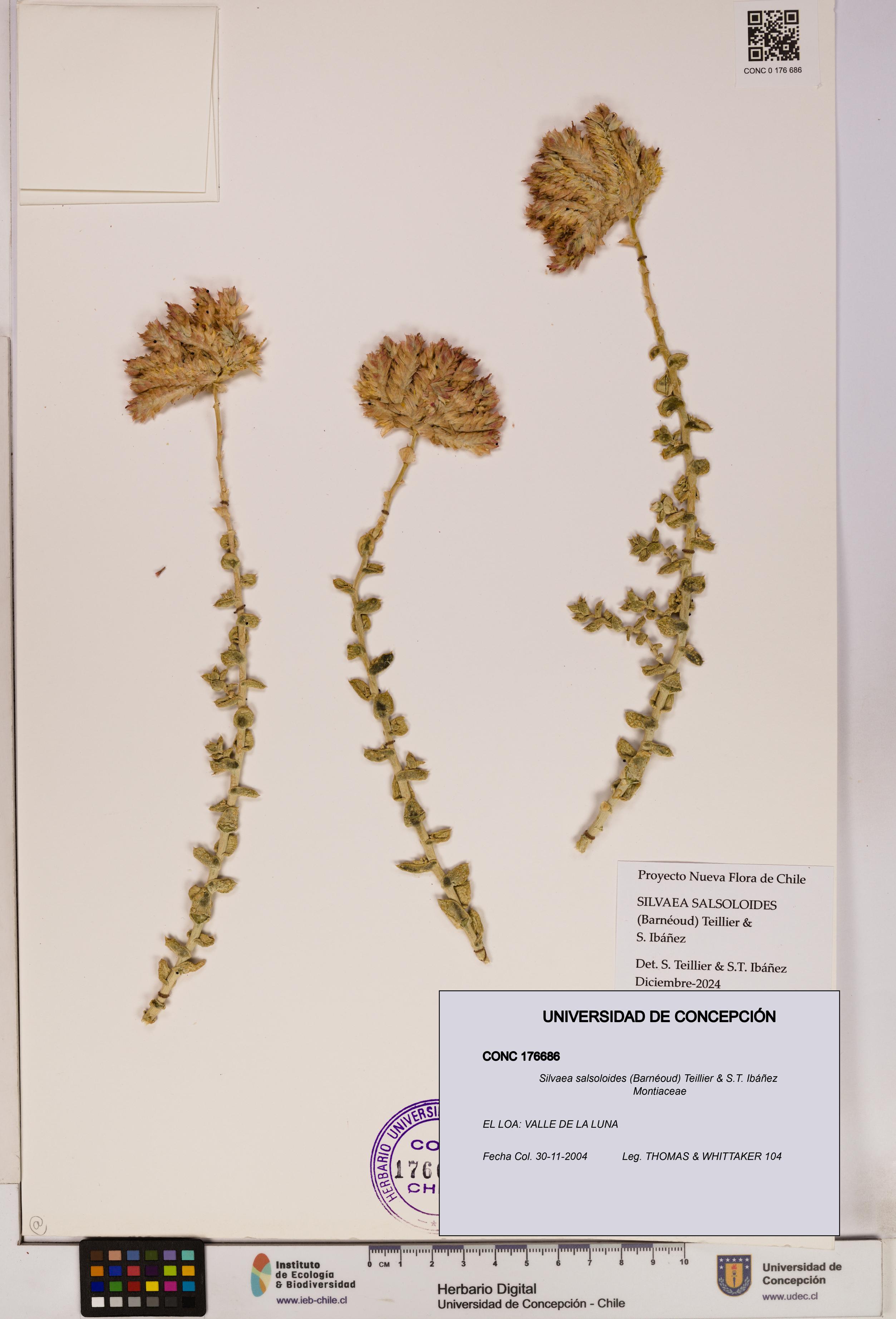 Silvaea salsoloides [Espécimen: UDEC:CONC:0176686]