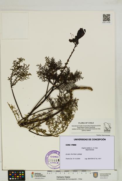 Argylia radiata [Espécimen: UDEC:CONC:0176693]