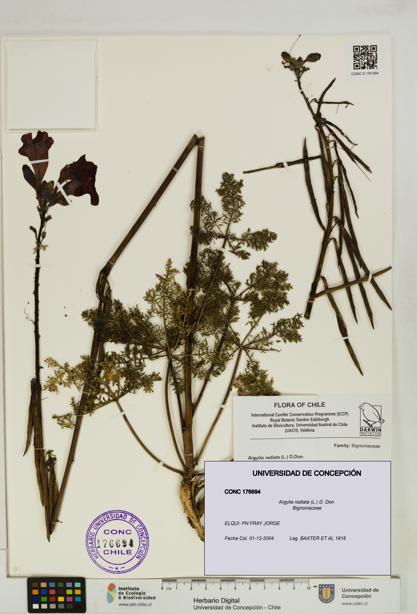 Argylia radiata [Espécimen: UDEC:CONC:0176694]