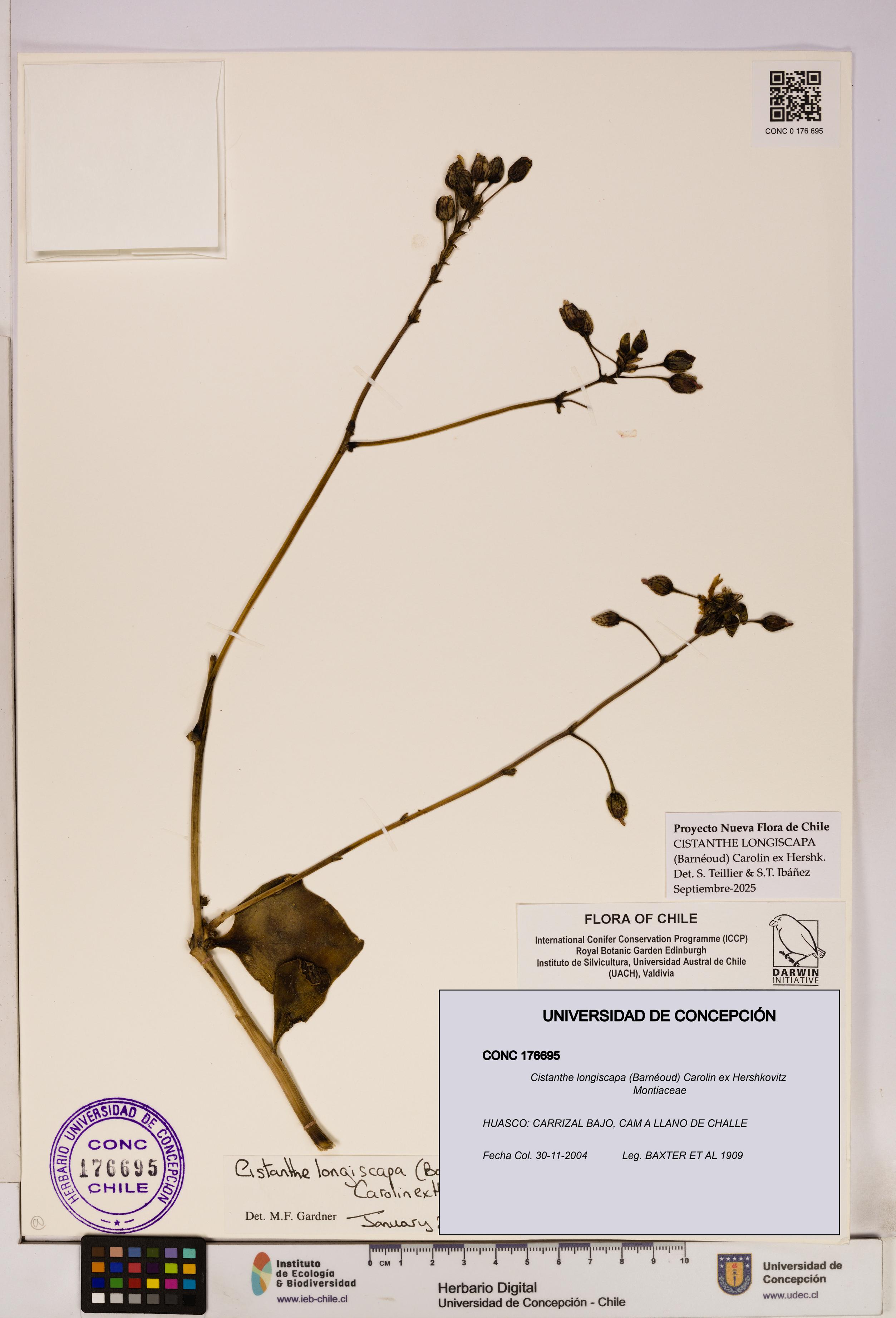 Cistanthe longiscapa [Espécimen: UDEC:CONC:0176695]