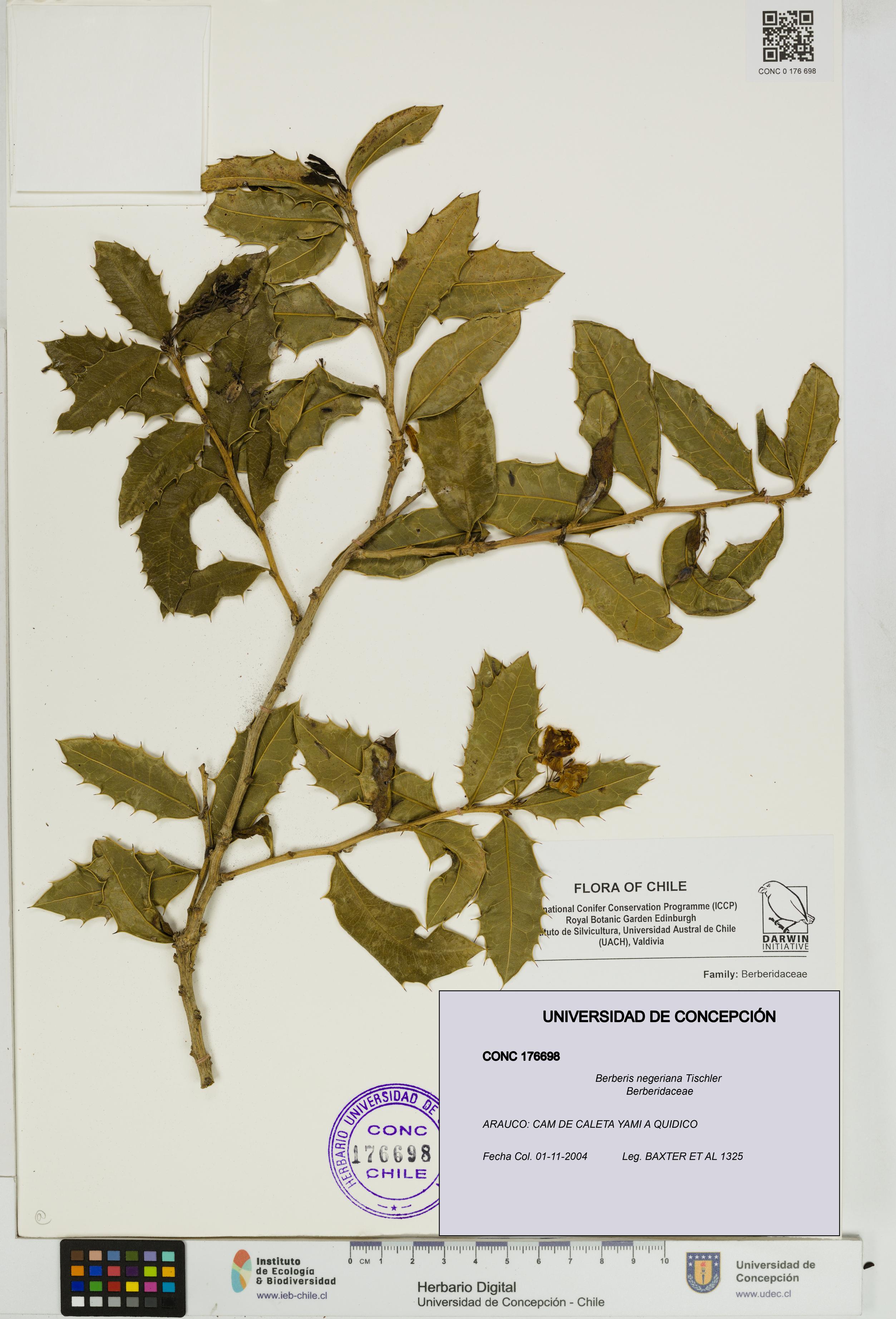 Berberis negeriana [Espécimen: UDEC:CONC:0176698]