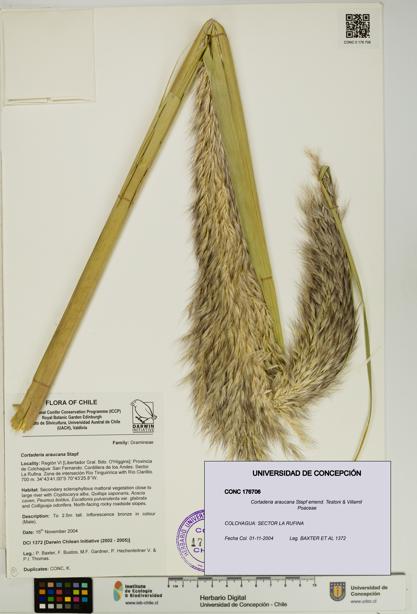 Cortaderia araucana [Espécimen: UDEC:CONC:0176706]