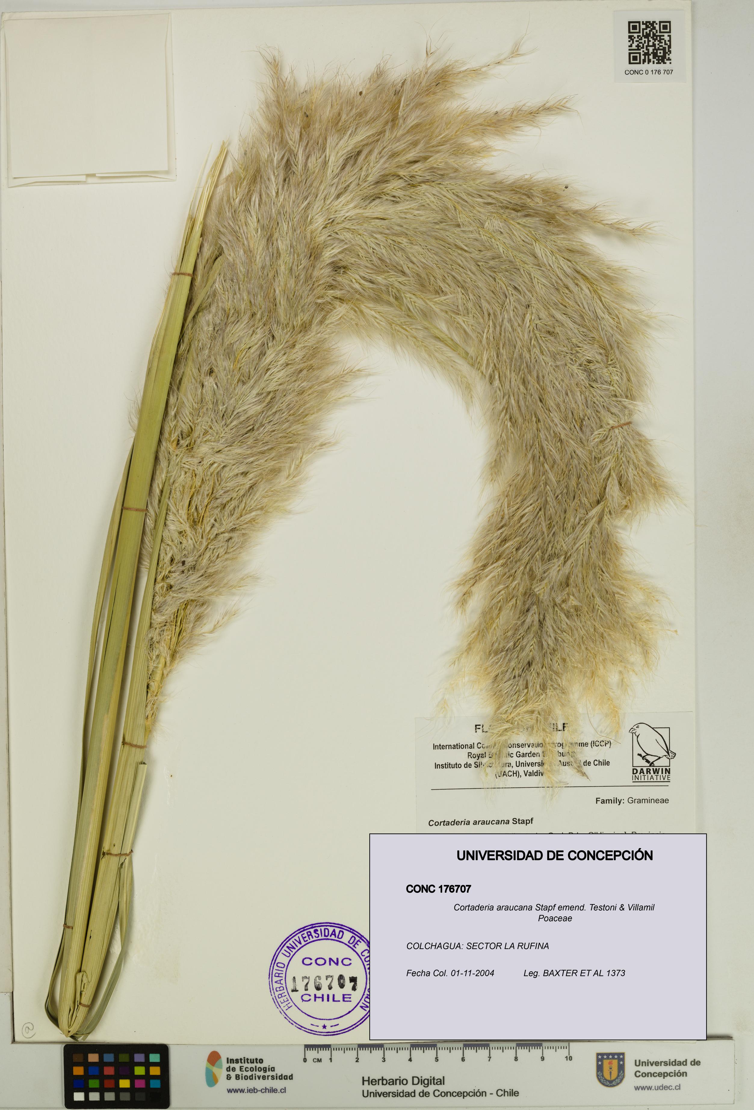 Cortaderia araucana [Espécimen: UDEC:CONC:0176707]