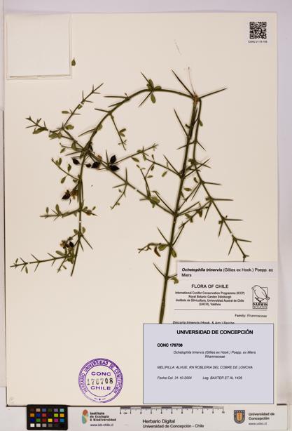 Ochetophila trinervis [Espécimen: UDEC:CONC:0176708]