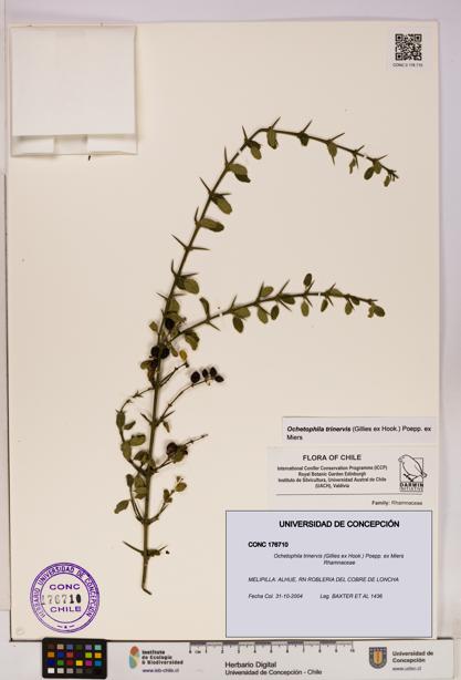 Ochetophila trinervis [Espécimen: UDEC:CONC:0176710]