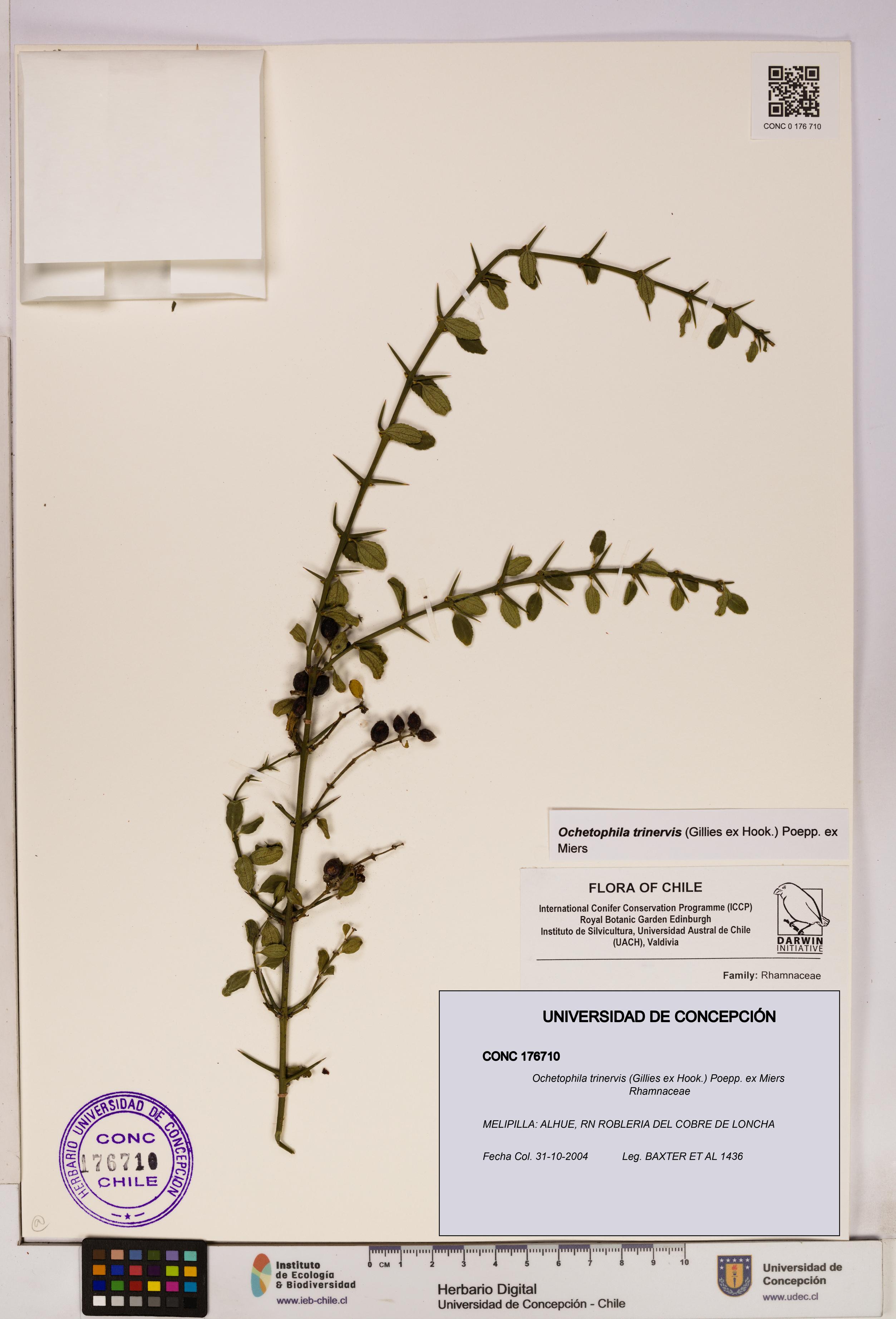 Ochetophila trinervis [Espécimen: UDEC:CONC:0176710]